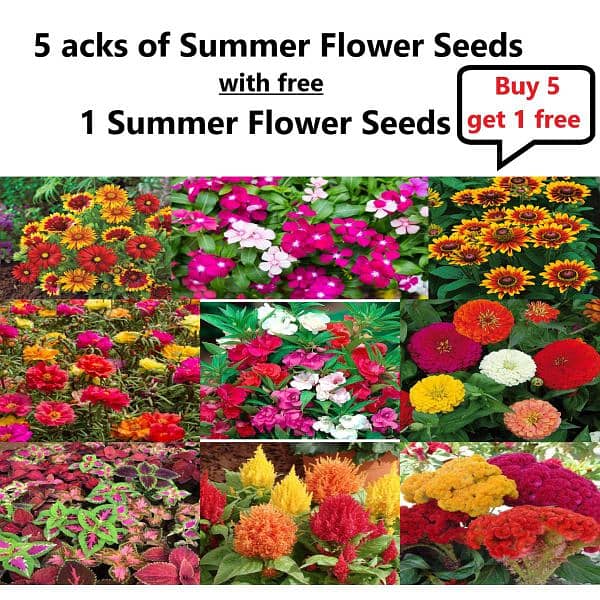 Wholesale price of best summer Flower fruits and vegetable seeds 9