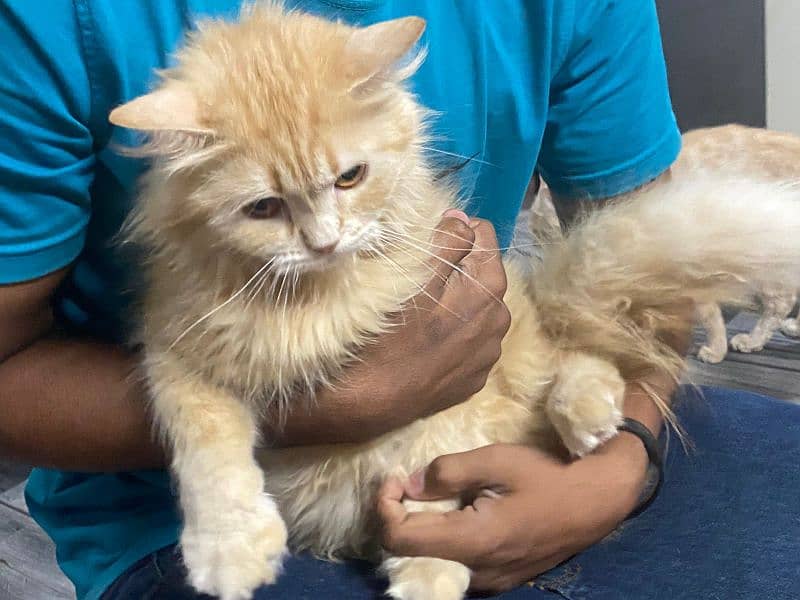 SELLING 3 cats imported Persian cat of pair and one is cross 5