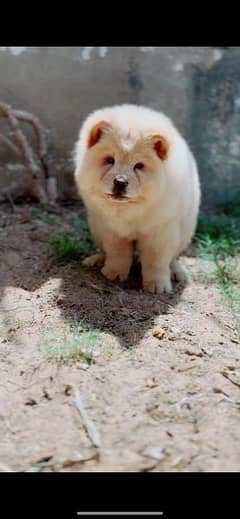 imported breed chow chow