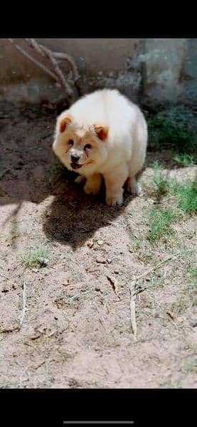 imported breed chow chow 2