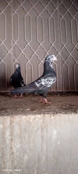 2 Pair High flayer Pigeons and 2 black & white Fancy pigeon 2