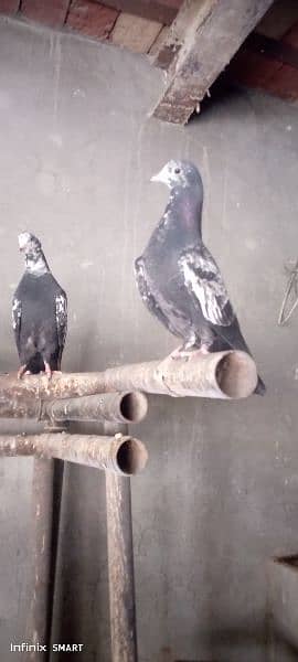 2 Pair High flayer Pigeons and 2 black & white Fancy pigeon 3