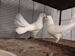 laka pigeon for sale|English fantail pair|khoobsoorat laka pigeon