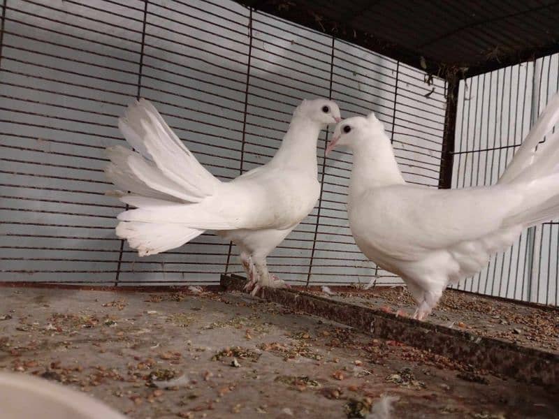 laka pigeon for sale|English fantail pair|khoobsoorat laka pigeon 0