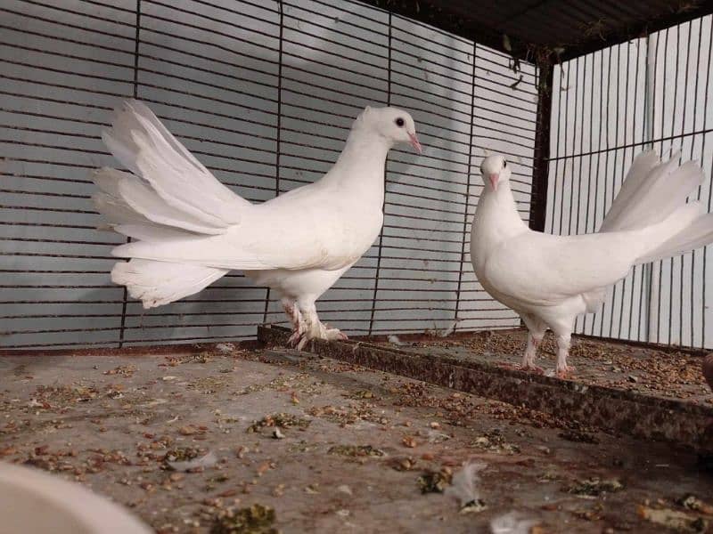 laka pigeon for sale|English fantail pair|khoobsoorat laka pigeon 1