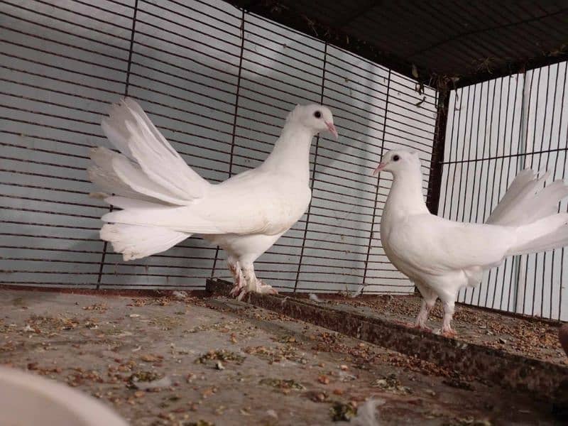 laka pigeon for sale|English fantail pair|khoobsoorat laka pigeon 2