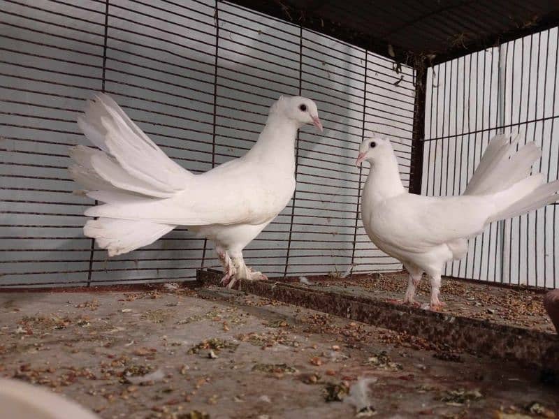 laka pigeon for sale|English fantail pair|khoobsoorat laka pigeon 3