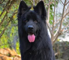 Black German Shepherd long haired Male 0