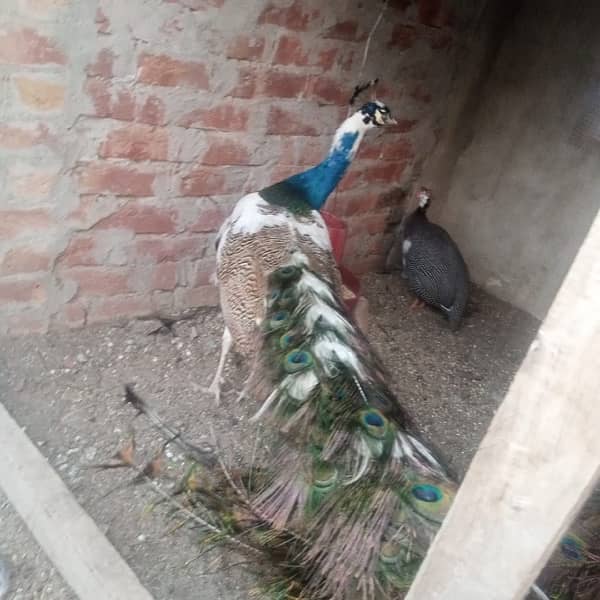 peacocks 0