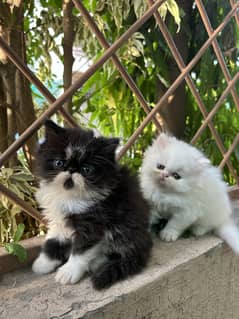 Persian piky face kitten