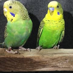 exchange possible black wing budgie pair