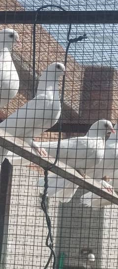 fancy pigeons pair for sale