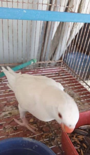 white ringneck Mithu chick 3