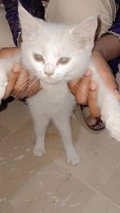 white female 2 months old female kitten