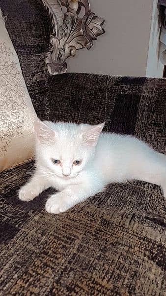 white female 2 months old female kitten 0
