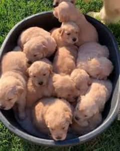 Golden Retriever Pedigree Puppies Looking New Good Family