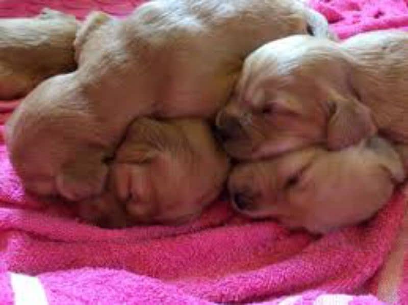 Golden Retriever Pedigree Puppies Looking New Good Family 1