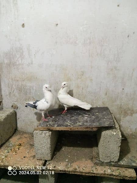 pair male and female 1