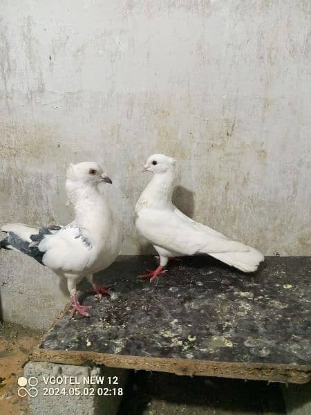 pair male and female 2