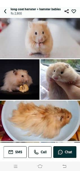 White & Different Colours Red Eyes Hamster Export Quality 2