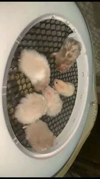 White & Different Colours Red Eyes Hamster Export Quality 15