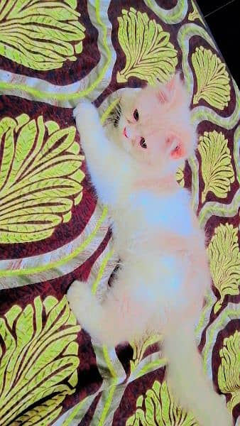 Triple Coated Pure Persian kitten looking for new home 2
