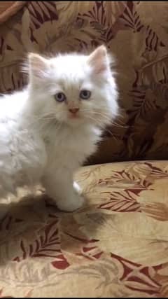 white Persian male kitten