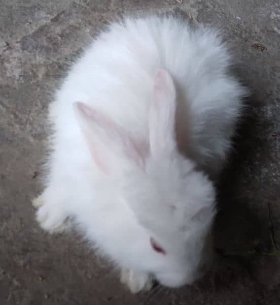 Rabbit White Angora-like, other Red Eye White, Grey/White, Brown/White 6
