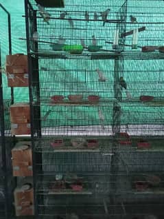 cage jhangeer