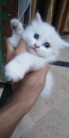 white cat baby for sale 3 coat