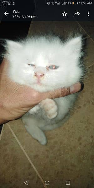 white cat baby for sale 3 coat 1