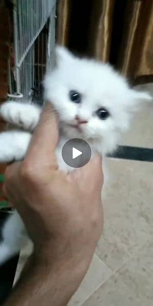 white cat baby for sale 3 coat 2