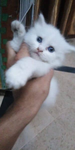 white cat baby for sale 3 coat 3