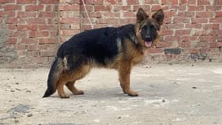 German shepherd male long haired available for sale