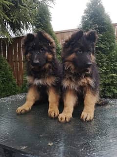 German shepherd pedigree puppies are available for sale