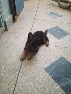 GSD  female puppy. parents r padegree. 03090424747.