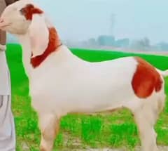 desi Bakra for sale WhatsApp number on hai 03229844345)