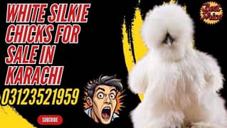 white silkie chicks for sale