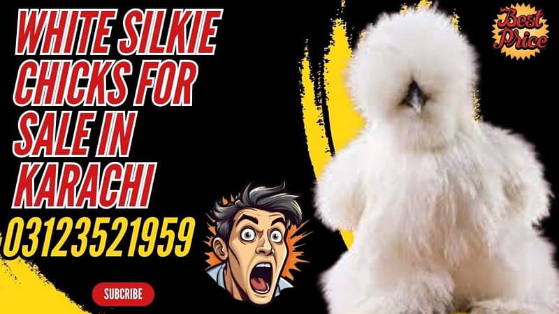 white silkie chicks for sale 0