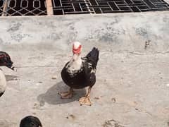 Russian duck/ moscovy duck/ duck for sale 0