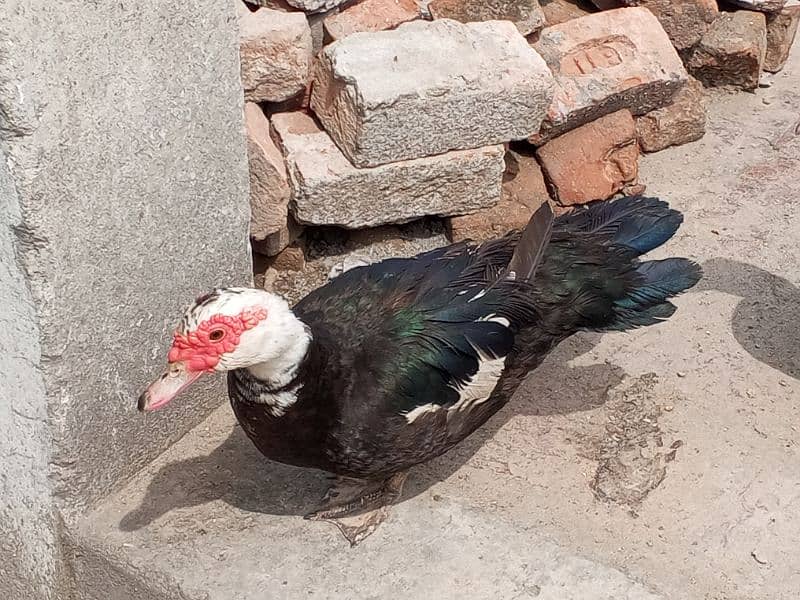 Russian duck/ moscovy duck/ duck for sale 1