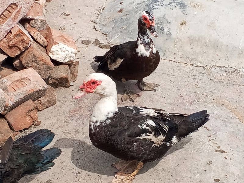 Russian duck/ moscovy duck/ duck for sale 2