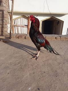 Amroha aseel chick's for sale