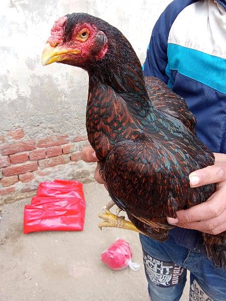 Amroha aseel chick's for sale 1