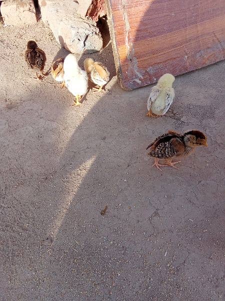 Amroha aseel chick's for sale 3