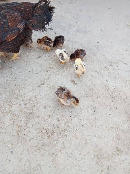 Amroha aseel chick's for sale 5