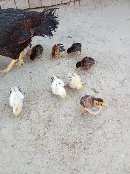 Amroha aseel chick's for sale 6