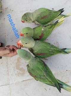 pahadhi chicks