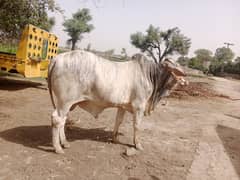 Zebra colour bull for sale