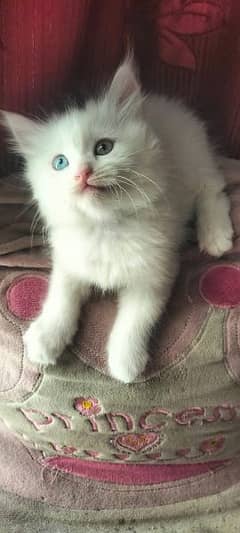 Fluffy and healthy odd eyes female kitten